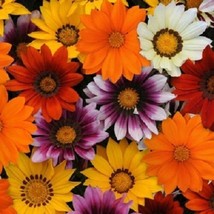 30+ Gazania New Day Mix / Ground Cover Drought-Tolerant Flower Seeds #SWB09 - $22.17