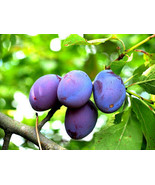 5 Damson Blue Plum Fruit Tree Unrooted Organic Cuttings for Propagation ... - $13.85