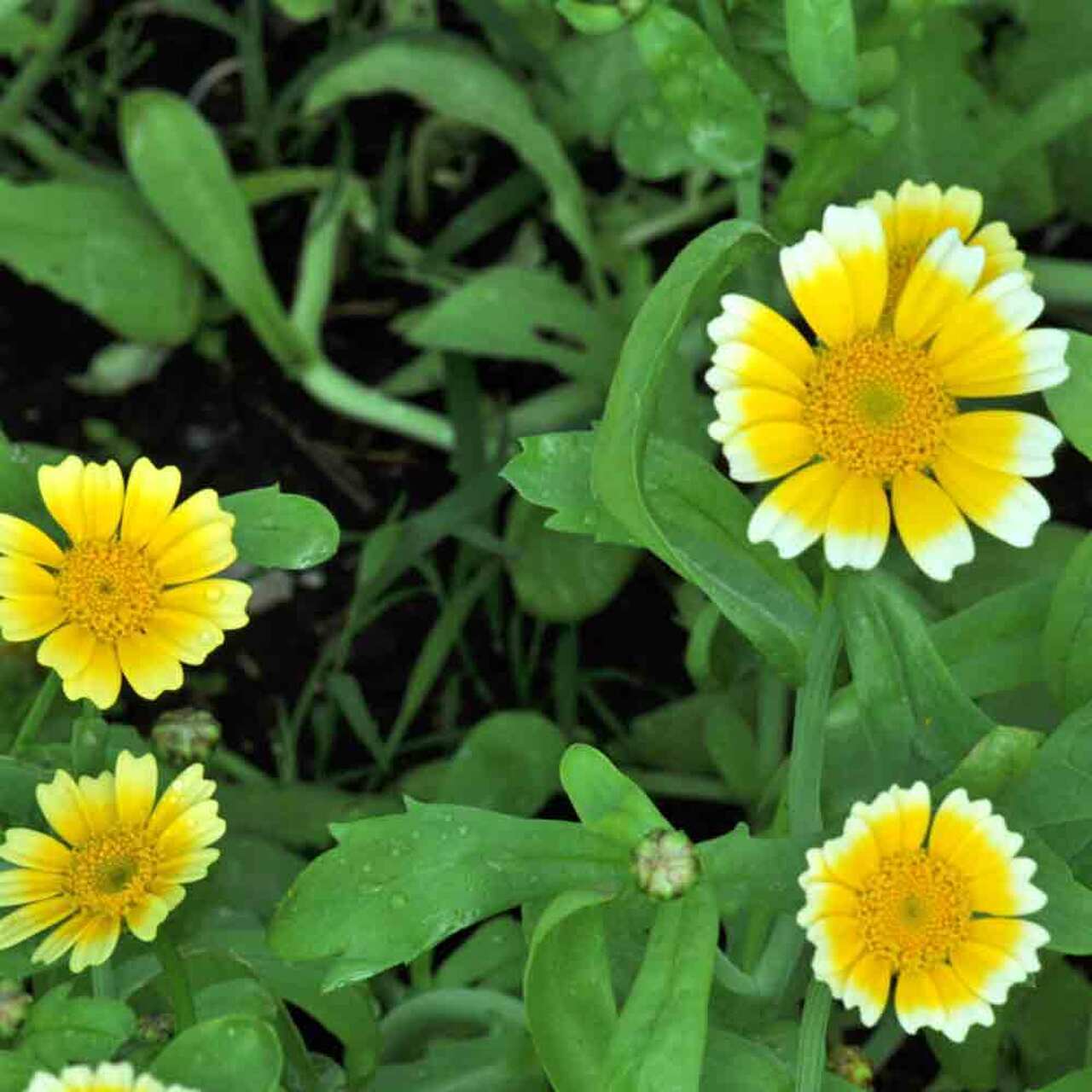 20 SEEDS Beautiful Yellow Chrysanthemum Seeds