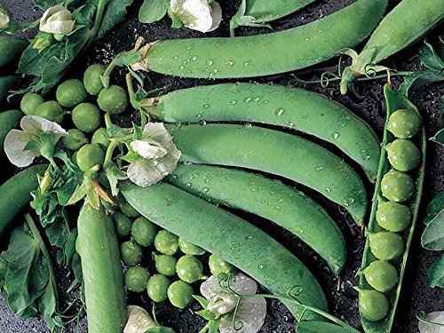 Pea Seed, Thomas Laxton, Heirloom, Organic, Non GMO, 100 Seeds, Perfect Peas - $10.49