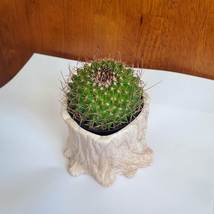 Cactus Planter, Tree Stump Plant Pot with Live Plant, Mammillaria succulent image 2