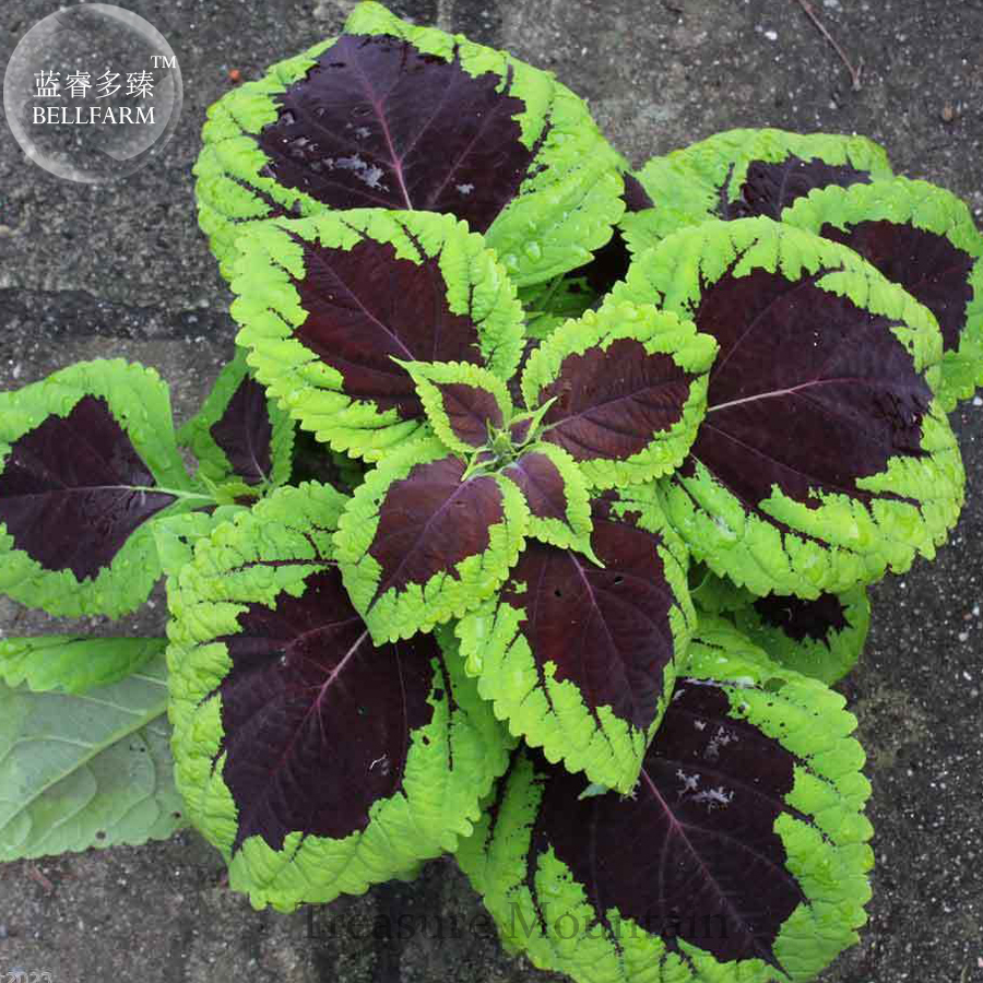 'Kong Lime Sprite' Coleus Herbs Seeds, Professional Pack, 20 Seeds