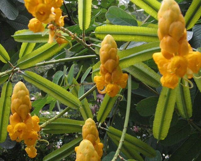 Cassia Alata (Candlestick Shower Tree) 30 seeds - Seeds & Bulbs