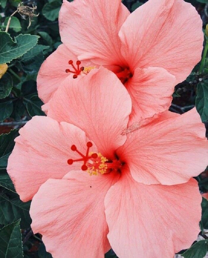 Salmon Pink Hibiscus Flowers Hardy Bloom 20 Perennial Seeds - Perennial ...