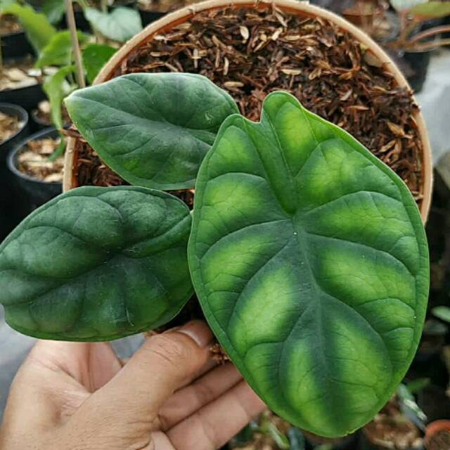 Whosale Alocasia Dragon Scale Free Certificate Phytosanitary DHL Express
