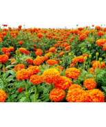 “ 100 PCS Mixed Chrysanthemum Seeds Perennial Flowering Rose Pink Orange... - $8.98