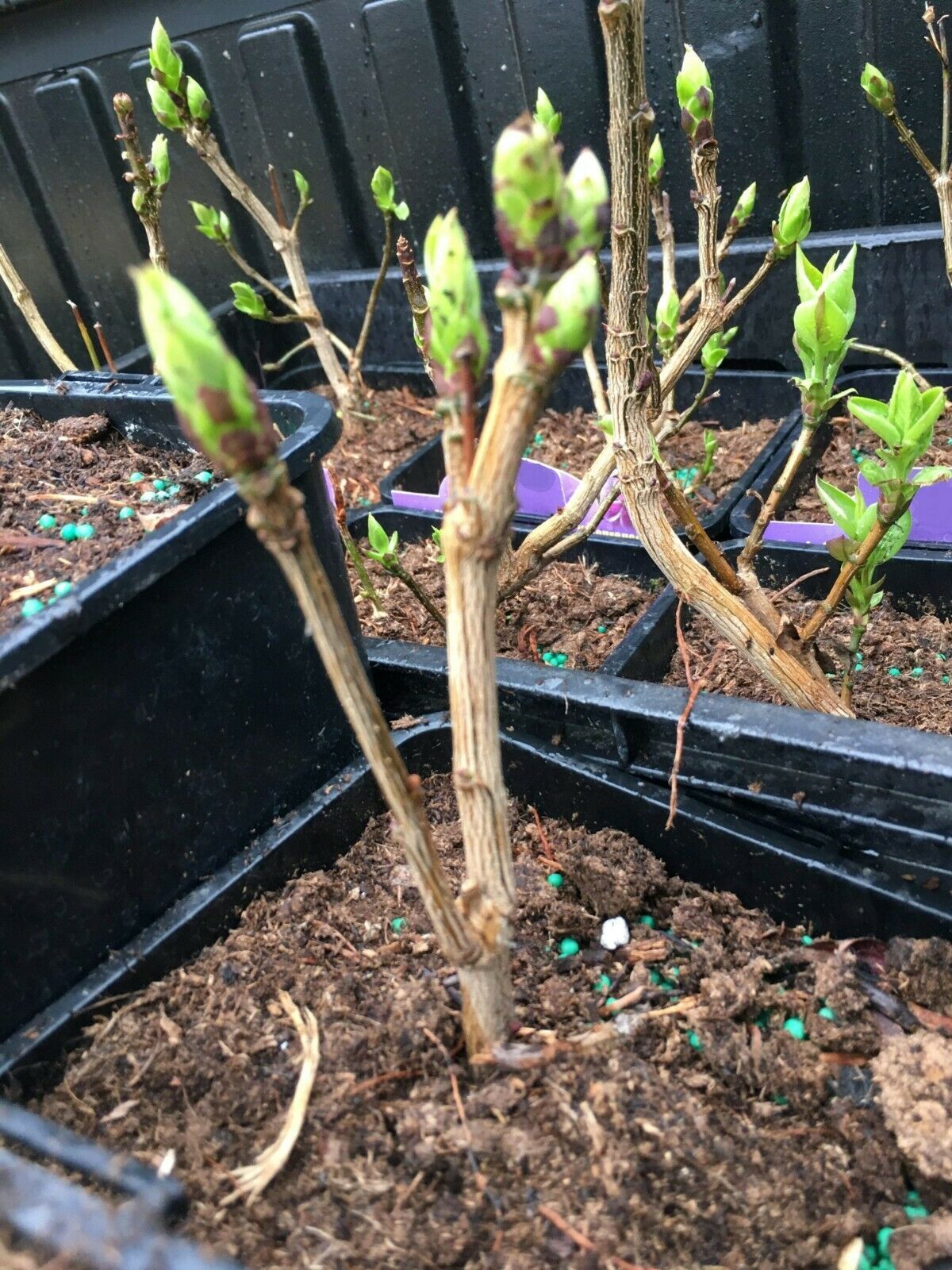 1 Bare Root Lilac Sensation One Year Old Plant Flowers Outdoor