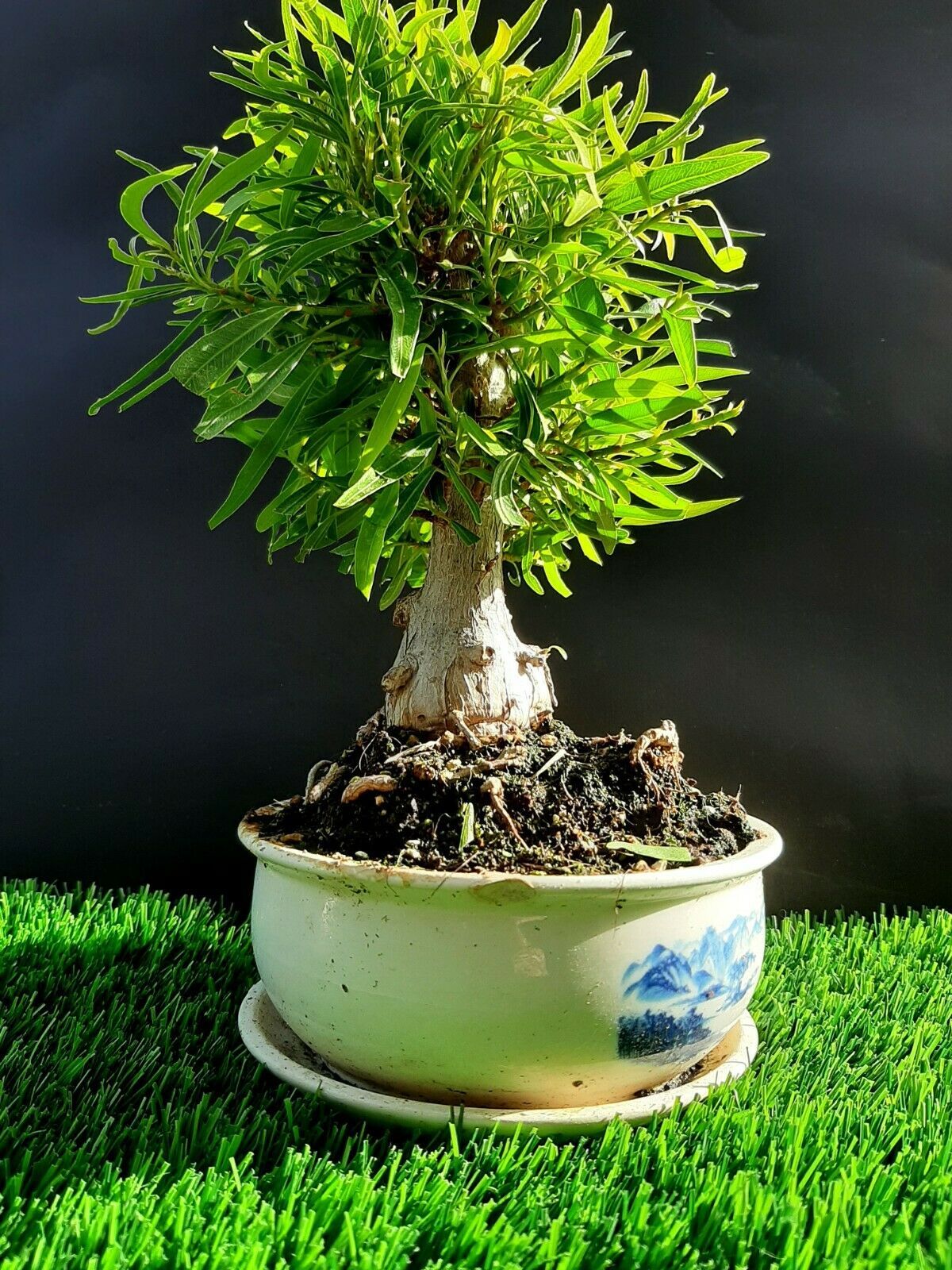 miniature ficus bonsai