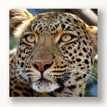 Leopard Head Print Framed 24" High Stretched Canvas Color Photo Print  Africa  - $42.56