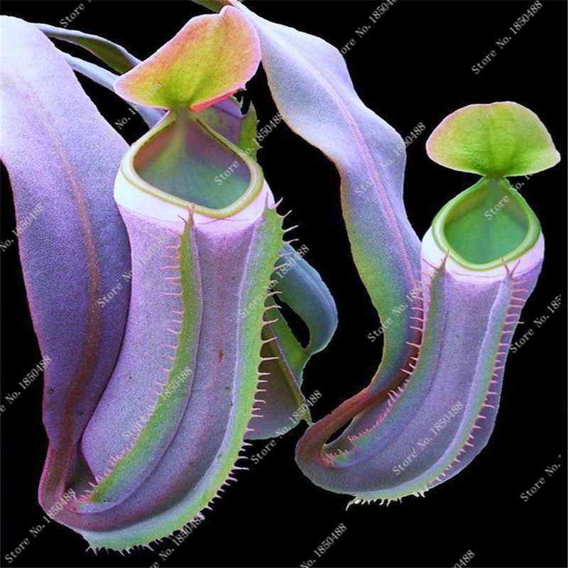 rare 50 Seeds venus fly trap garden flowers seeds nepenthes carnivorous