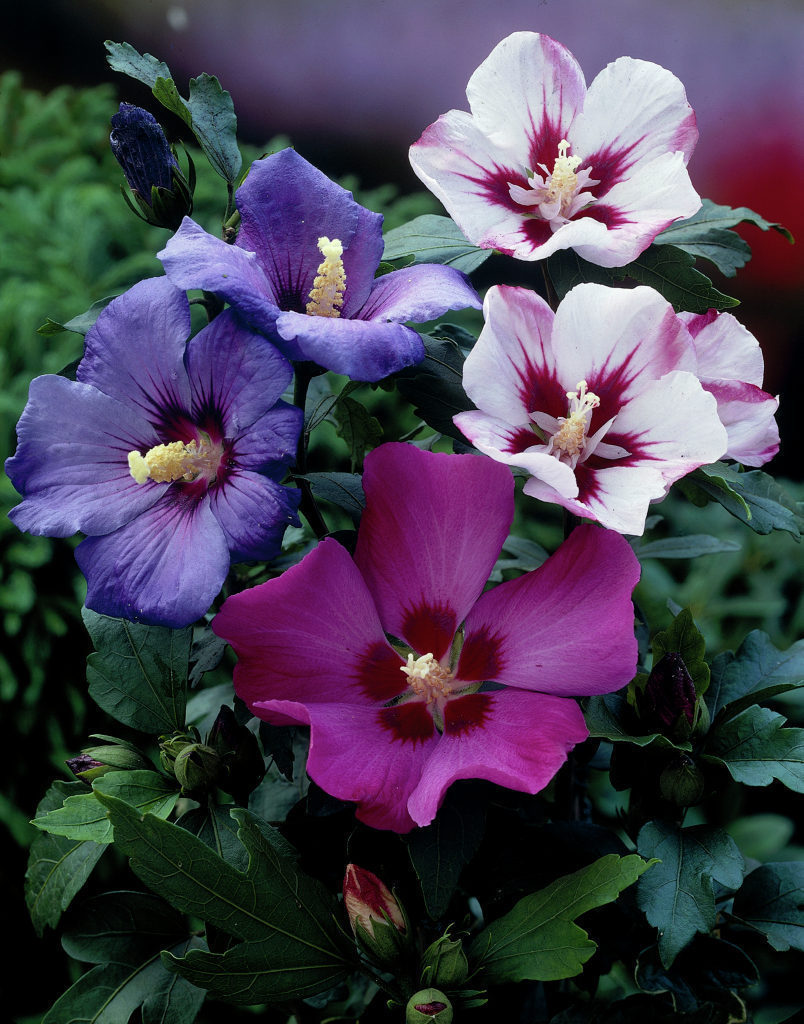 100 Mixed Colors Rose Of Sharon Hibiscus Syriacus Flower Tree Bush Seeds Seeds & Bulbs