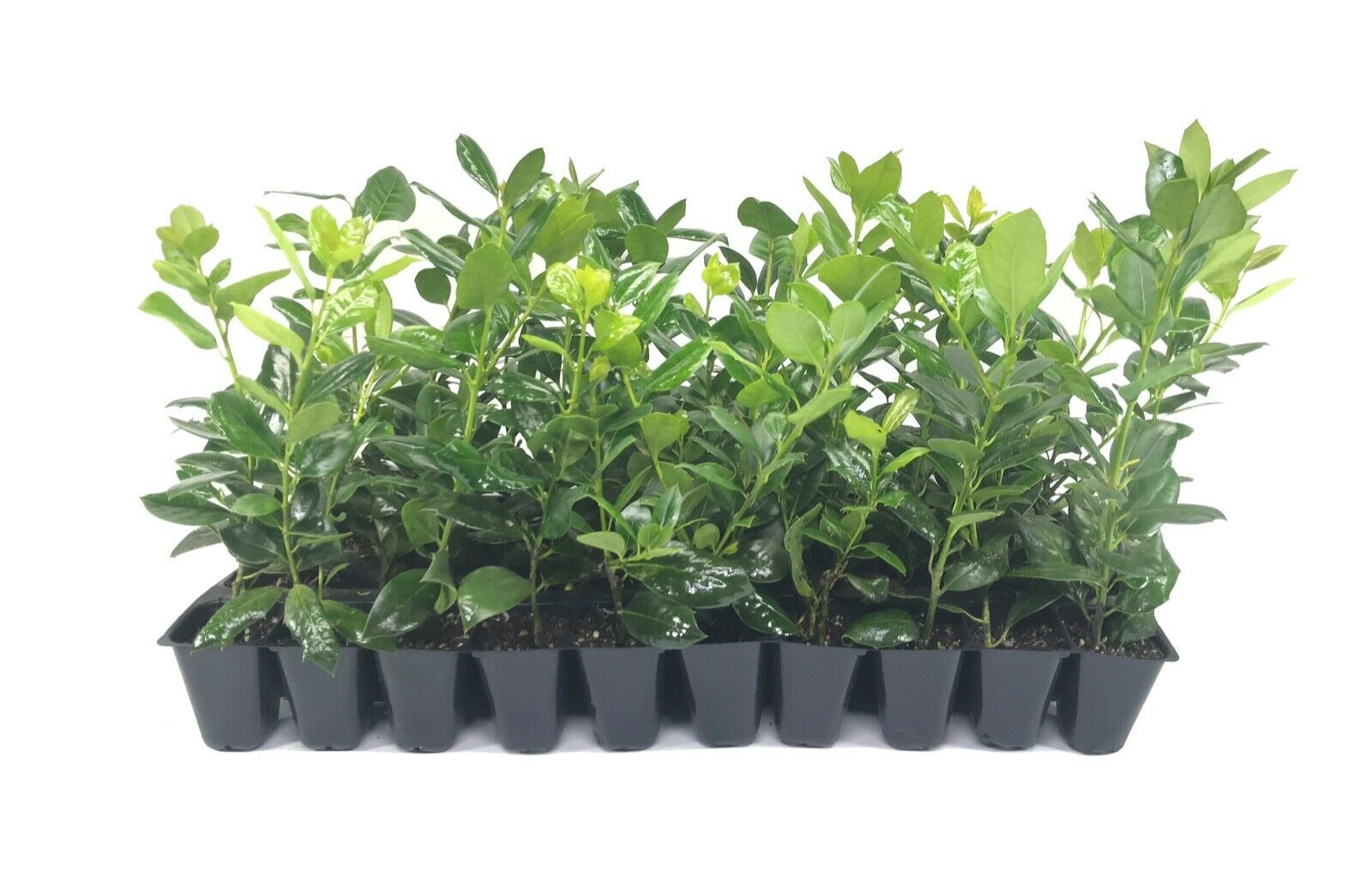 Nellie R. Stevens Holly 20 Live Plants Evergreen Privacy Hedge