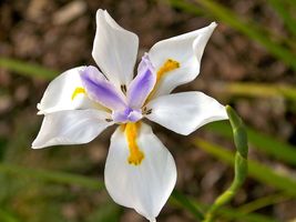 SHIPPED FROM US 50 White African Iris Dietes Iridioides Flower Seeds, SB01 - $15.00