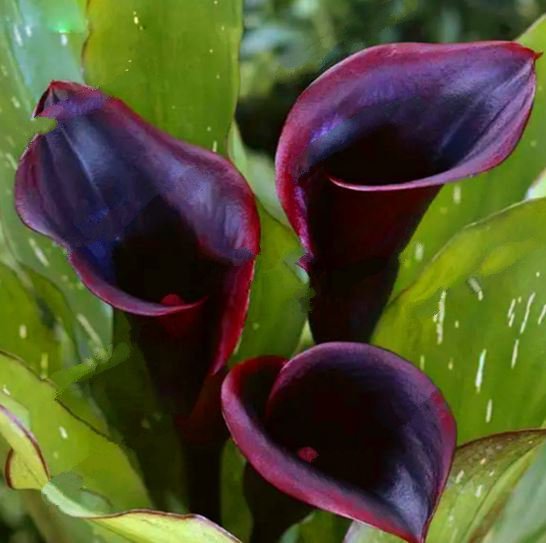 10pcs Dark Purple Calla Lily Seeds Zantedeschia Aethiopica Flower Plant ...