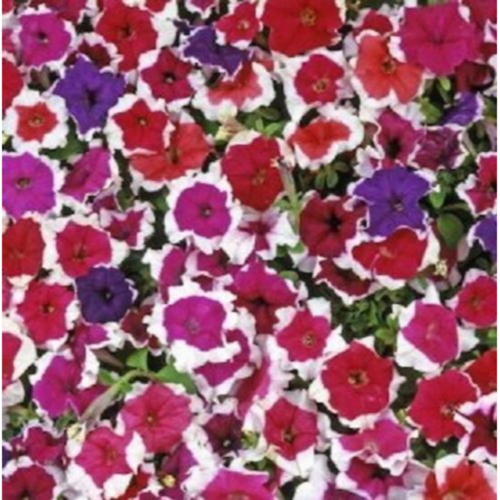 Petunia Pelleted Candypops Picotee Mix Flower 50 Seeds 