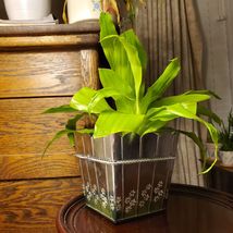 House Plant in Pot, Dracaena Limelight Deremensis, Lime Green, Metal Planter image 8