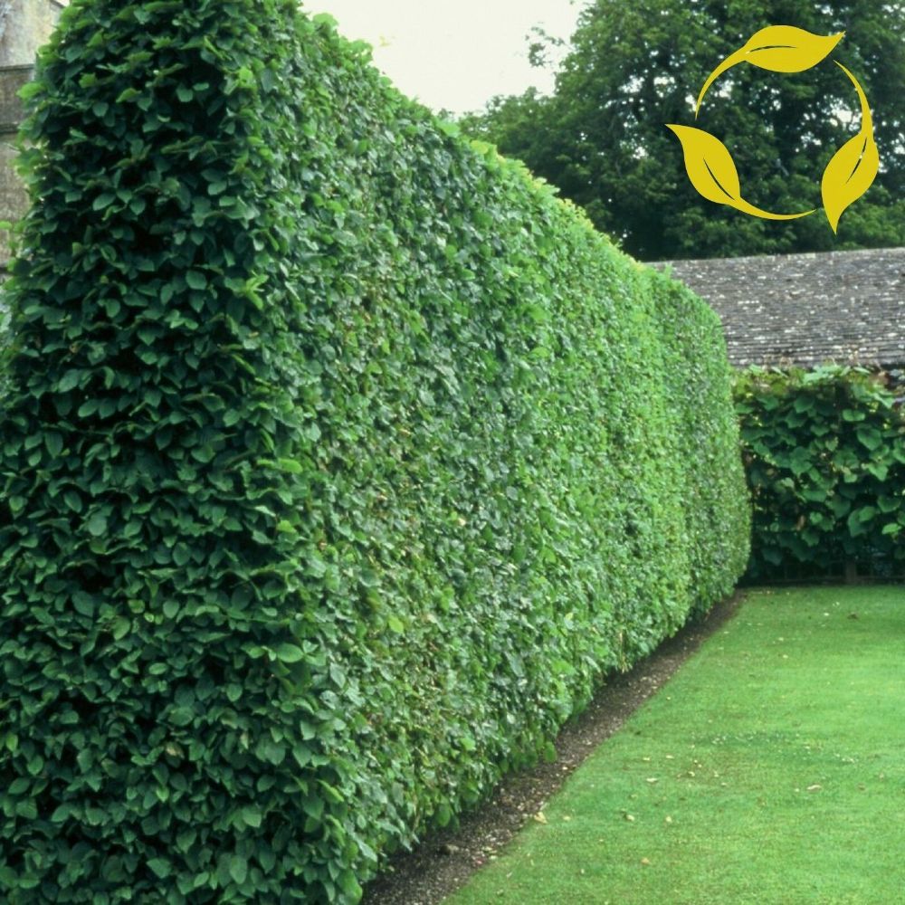 vulgare ligustrum privet