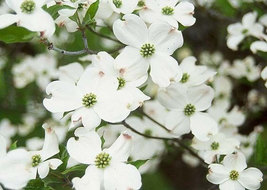 White Flowering Dogwood qt pot (Cornus-florida) image 2