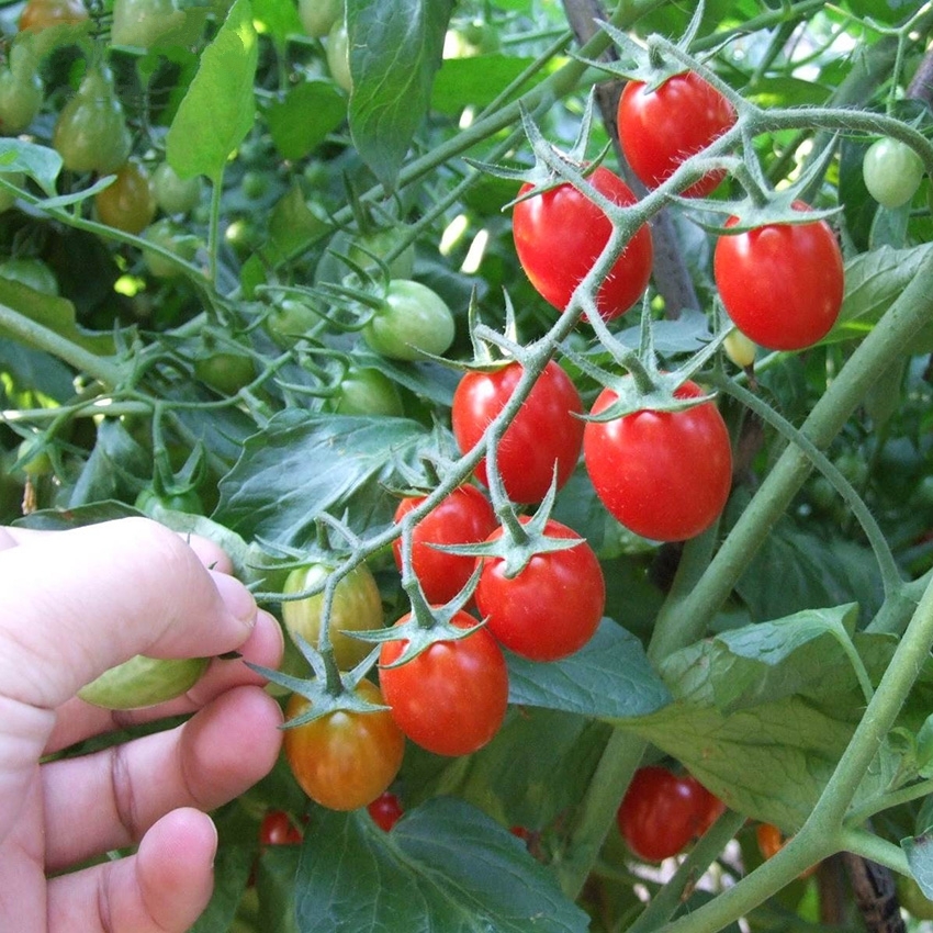 Sweet tomatoes 30 off coupon