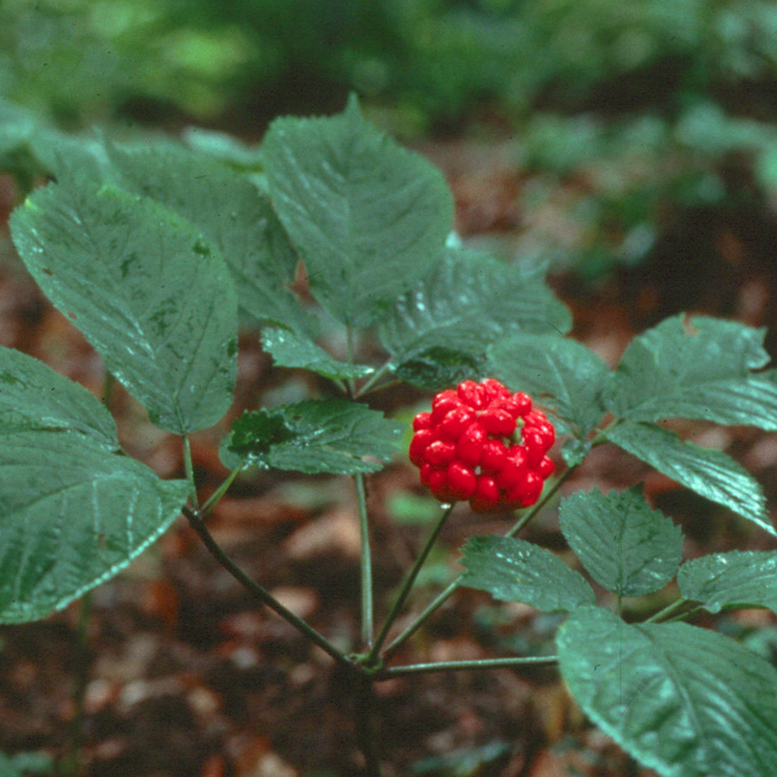 American Ginseng Seeds (Panax quinquefolius) 5+ Rare Medicinal Herb
