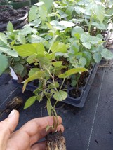 1 "Nachez" Thornless Blackberry Plant. Healthy grown pesicide free non GMO - $12.99