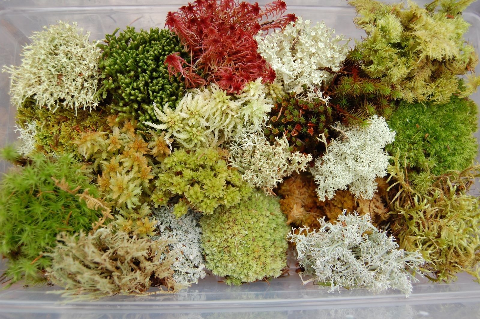 Fresh Live Moss Variety Pack 1 Quart Bag For Terrarium Houseplants