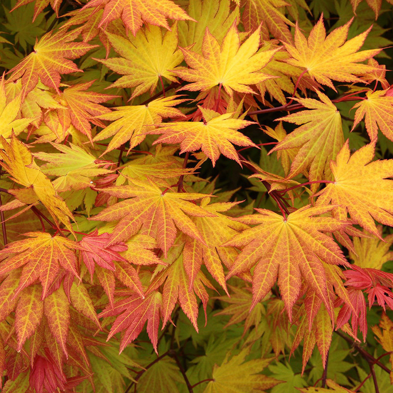 50 SEEDS Fan Leaf Acer Baize Red Maple Tree Seeds 'Full Moon' Maple ...