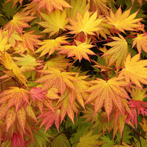50 SEEDS Fan Leaf Acer Baize Red Maple Tree Seeds &#39;Full Moon&#39; Maple Gard... - $20.00