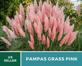 100 Seeds Pink Pampas Grass Seeds Cortaderia selloana Ornamental Grass Seed - $21.95