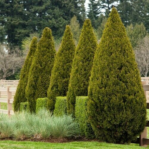 PREMIUM SEED 200 Seeds Chinese Juniper Tree (Juniperus chinensis ...