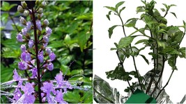 LAVENDER Cat Whiskers Orthosiphon Java Tea Live Perennial Plant Lavender Bloom - $53.99