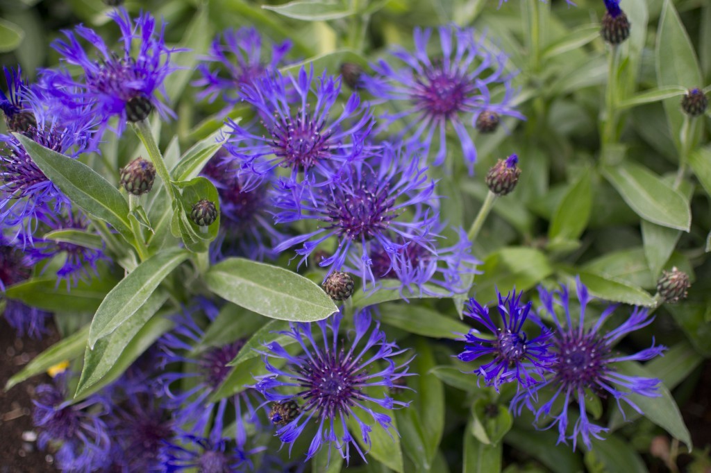 blue bee balm plant