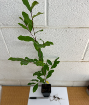 2 CHERRY LAUREL Prunus caroliniana image 4