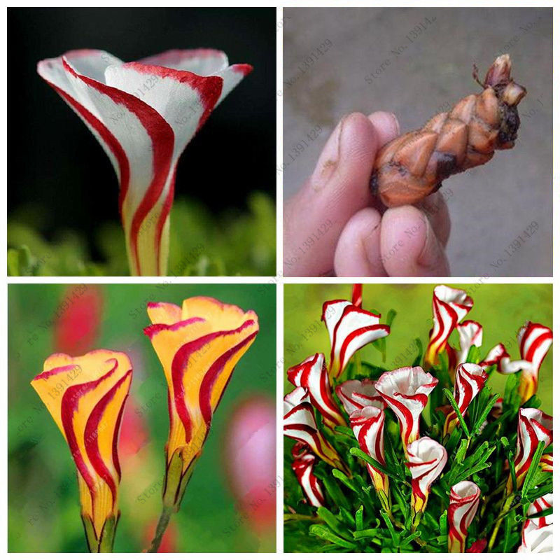 TRUE Oxalis Flower, Rare Oxalis Candy Cane Sorrel Rotary 100 seeds