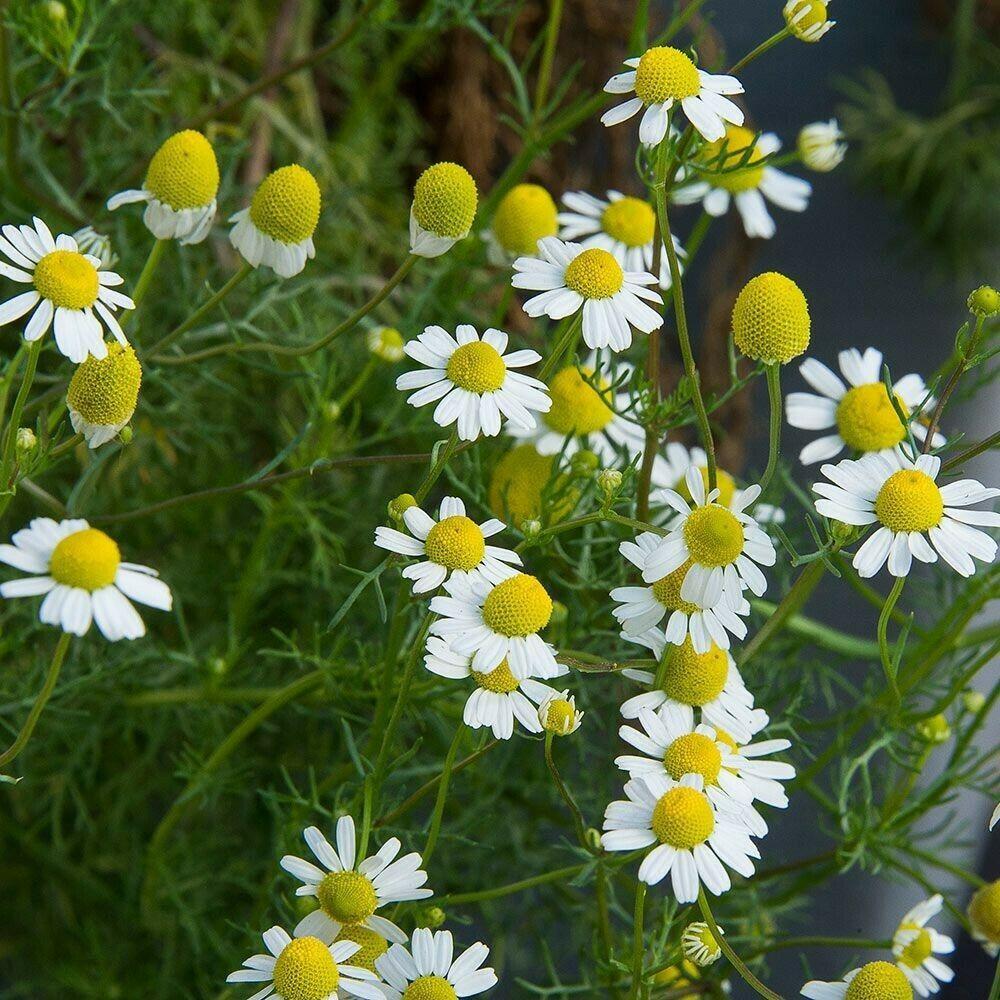 GERMAN CHAMOMILE 3,000 SEEDS Groundcover Herbs