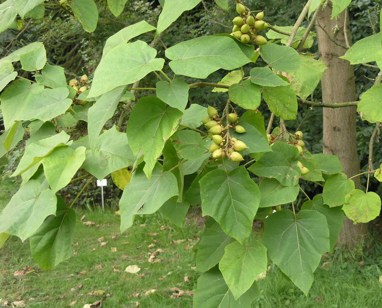 Royal Empress, Paulownia tomentosa, Tree Seeds (Fast, Showy, Fragrant ...