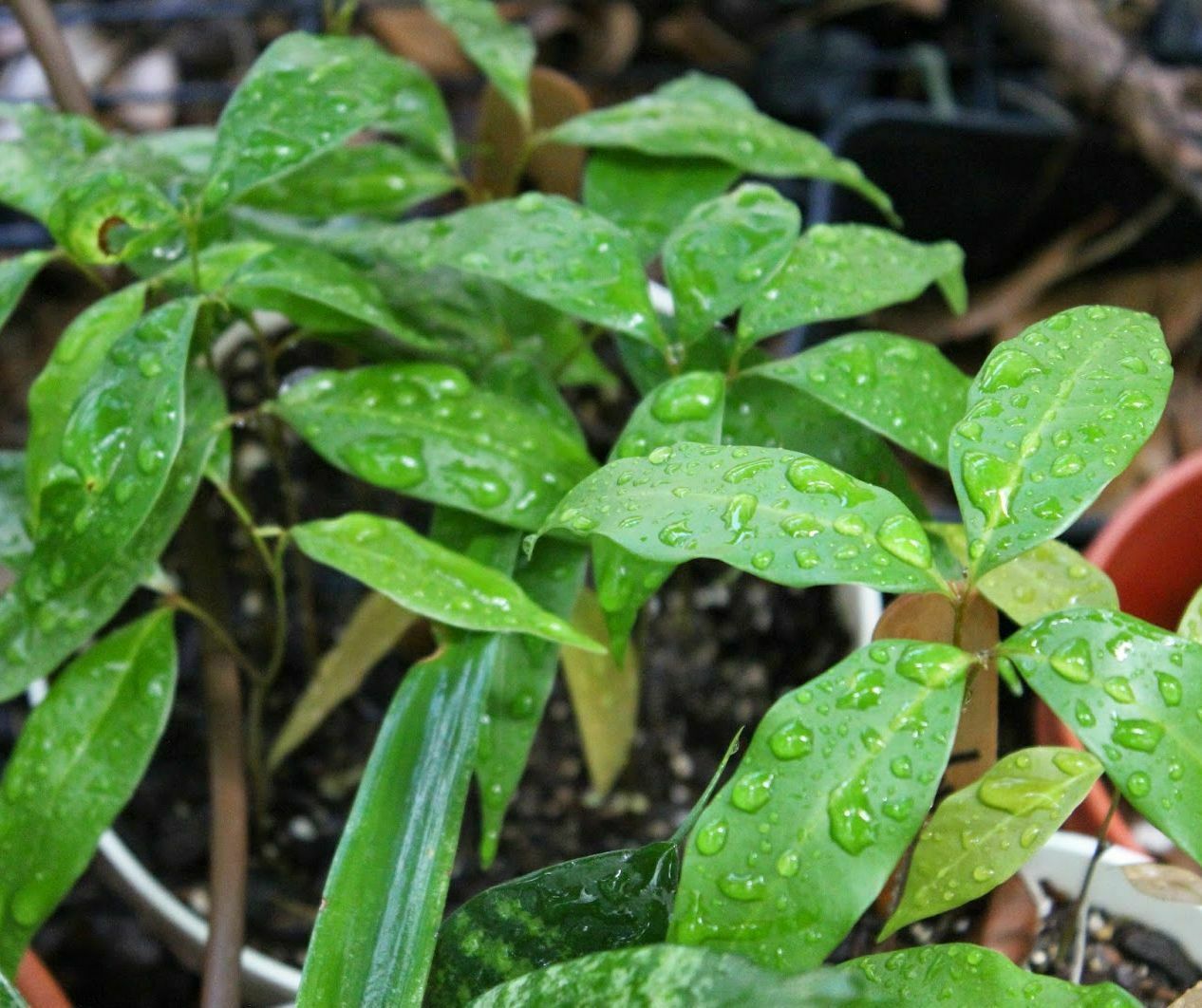 5" 10" Tall Lychee Ly Chee Fruit Seedling Plant, Tropical Fruit Tree