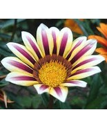 30 SEEDS Gazania White Yellow Petals Purple Black Stripe Treasure Flower... - $11.18