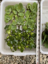 (16) MIX Water Lettuce & Hyacinth Koi Pond Bio Filter small - Medium Plants 2-4” - $38.00
