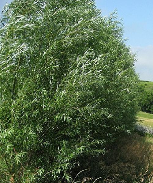 Austree Hybrid Willow Trees Ready to 4 Plant Fast Growing Live Plants ...