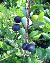 Chrysobalanus icaco COCOPLUM sweet exotic tropica edible fruit seed 30 SEEDS - $16.99