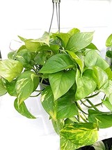 Golden Devil's Ivy - Pothos - 8" Hanging Pot - Very Easy to Grow Unique from Jmb - $34.29