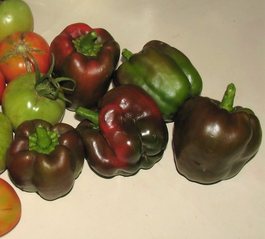 30 CHOCOLATE BEAUTY BELL PEPPER Sweet Brown Capsicum Annuum Vegetable ...