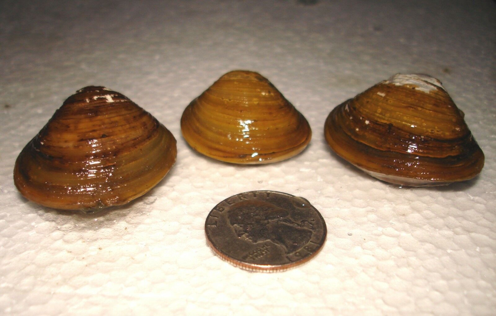 20 Live Freshwater Clam Pond Aquarium Filter Feeder Water Clarifier