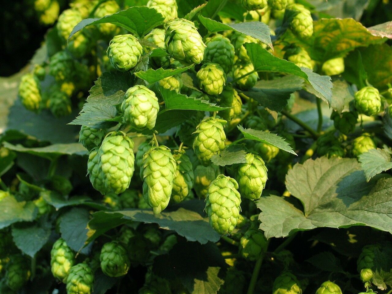 GERMAN MAGNUM HOP SEED * BULK 100 SEEDS * HOPS * AROMA * CASH CROP*BEER ...