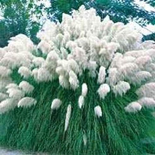 100 Pampas Grass (White) Seeds - $8.99