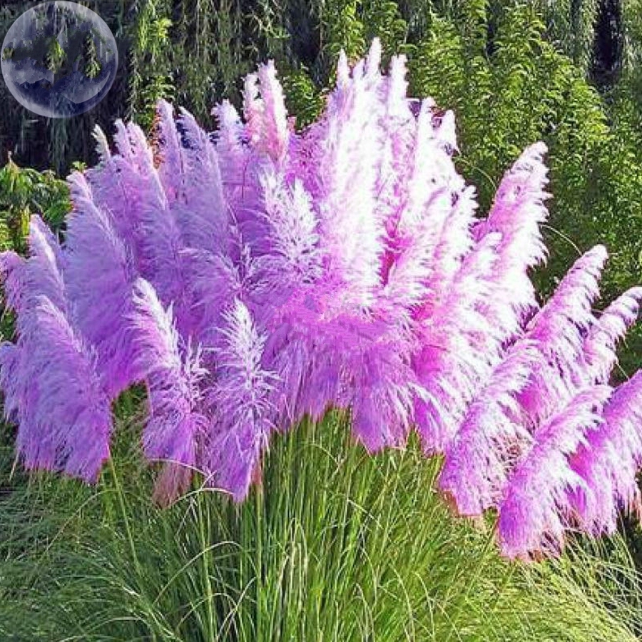 Seed Impressive Coloful Pampas Grass Seeds Diy Ornamental Grass Do | My ...