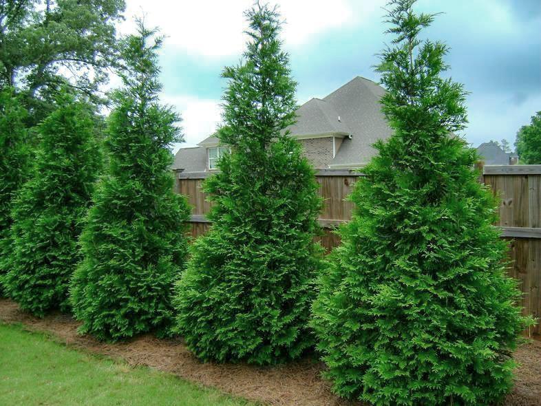 2.5" Pots Green Giant Arborvitae Tree Super Roots 6 Plants FREESHIP