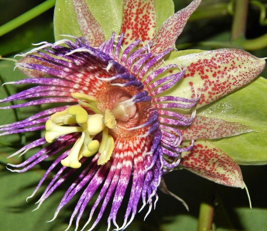 Passiflora Maliformis, Sweet Calebash passion flower edible fruit seed
