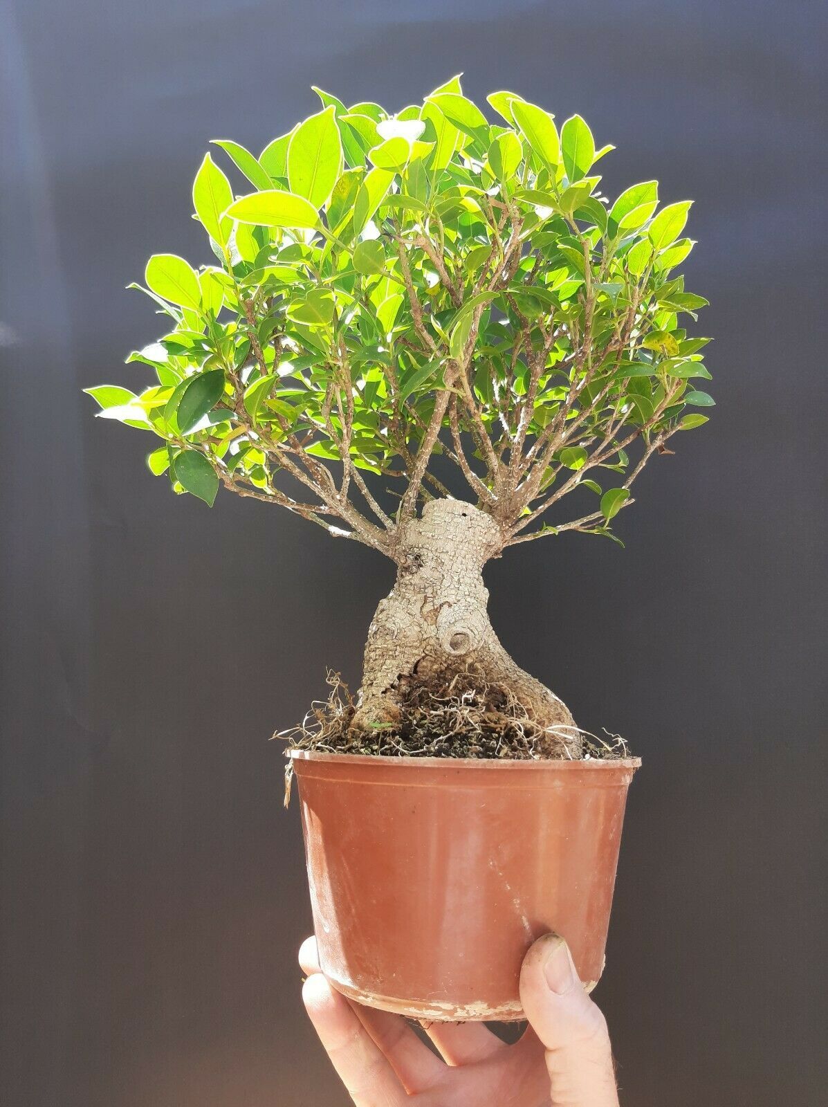 ficus microcarpa mini